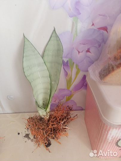 Санса маншуй