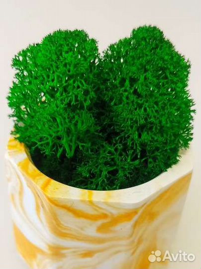 Кашпо с мхом