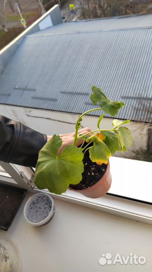 Комнатные цветы