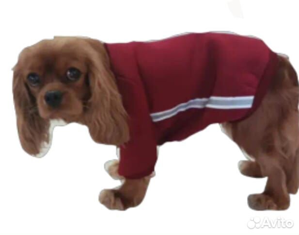 Одежда для собак