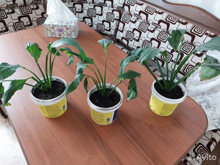 Спатифиллум (женское счастье)