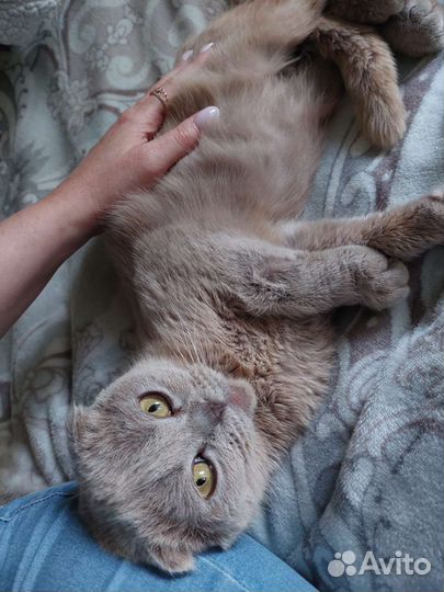 Британская кошка