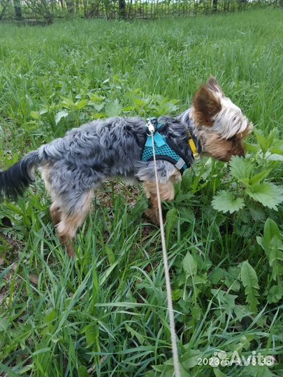 Вязка.Йоркширский терьер стандарт