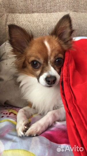 Вязка чихуахуа мальчик