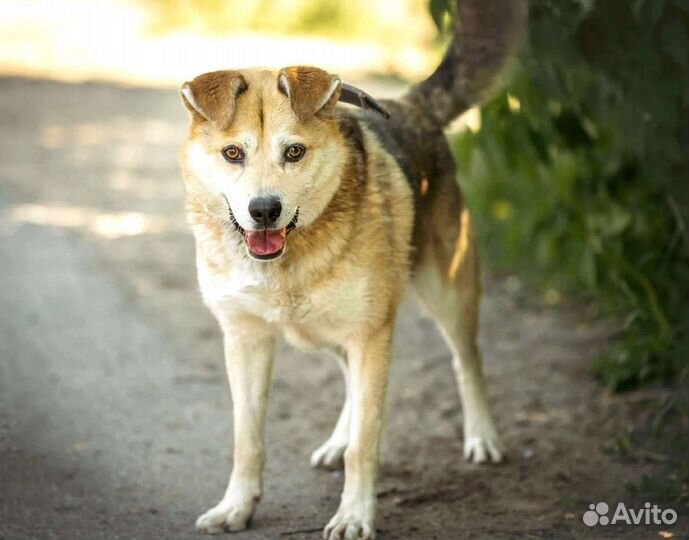 Собачка небольшая ищет себе Семью