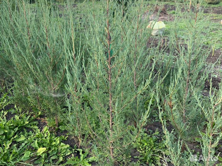 Можжевельник блю эрроу