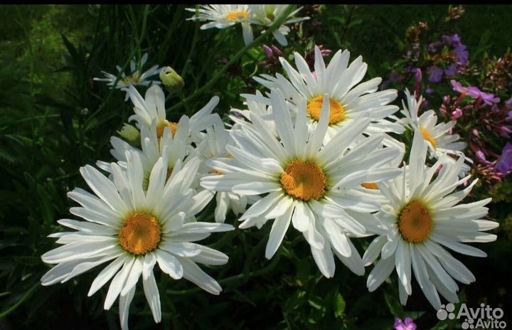 Ромашка садовая