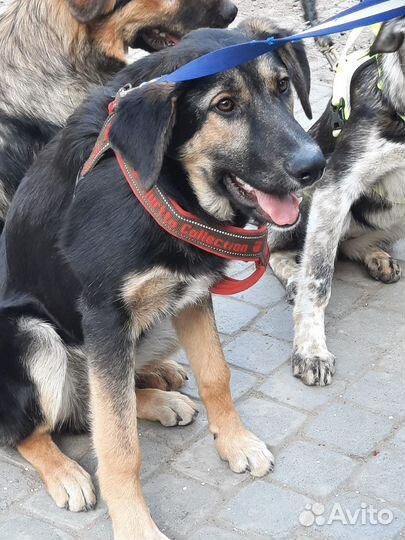 Чакки ждет своего человека