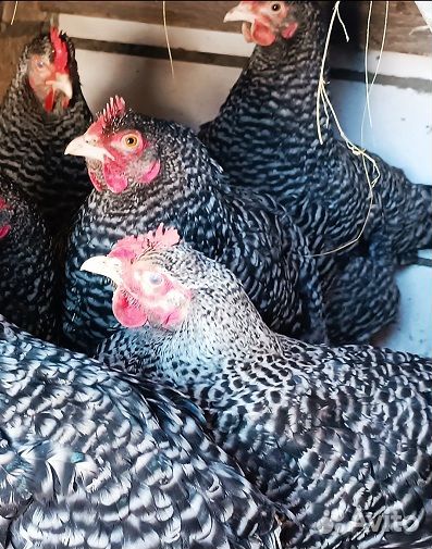 Инкубационное яйцо