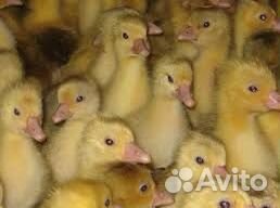 Гуси, утки, муларды