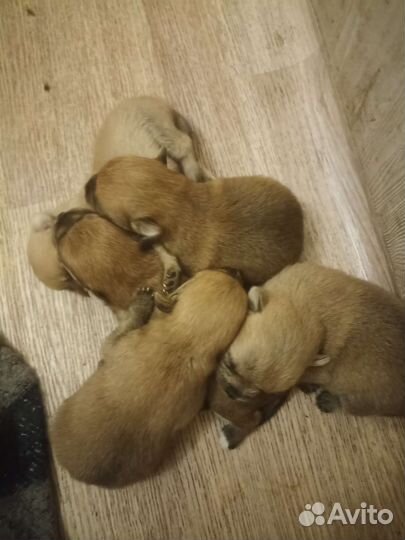 Щенки шпица мини
