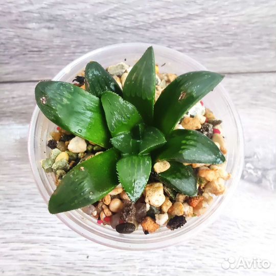 Суккуленты. Хавортии