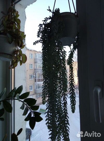 Очиток Моргана