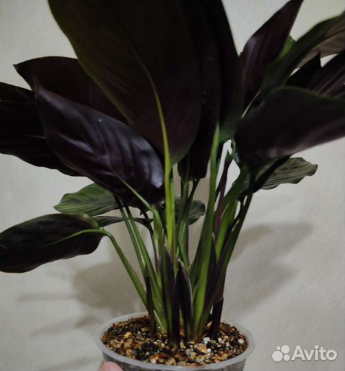 Калатея нетворк, пинстрайп взрослые