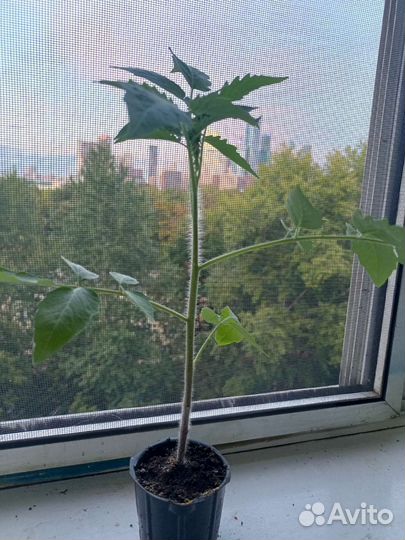 Рассада помидоров томатов