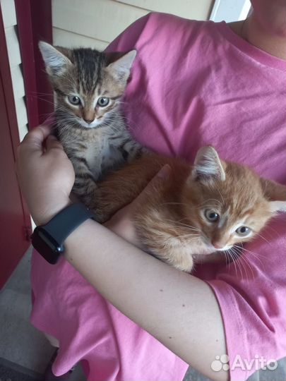 Котята 1.5 месяца, мальчики