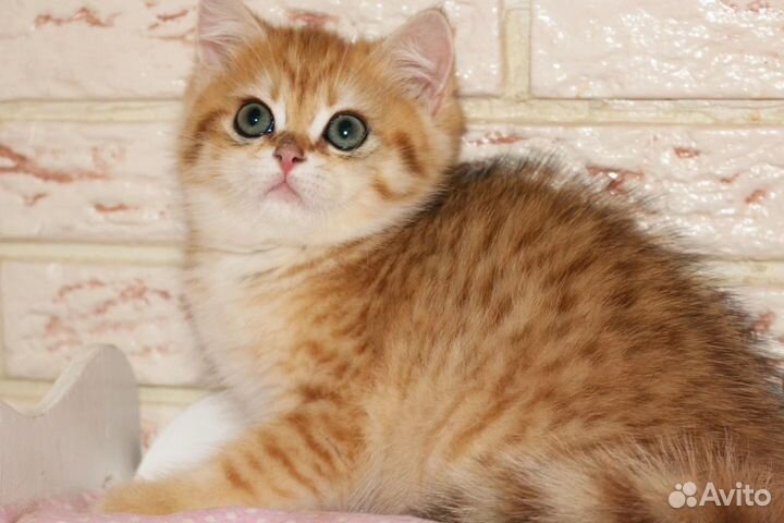 Мальчик золотой вискас