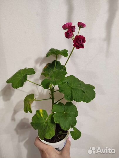 Герань розебудная