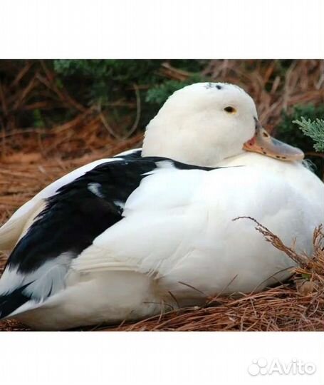 Тушка утки мулард