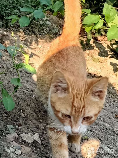 Два мальчика-рыжика