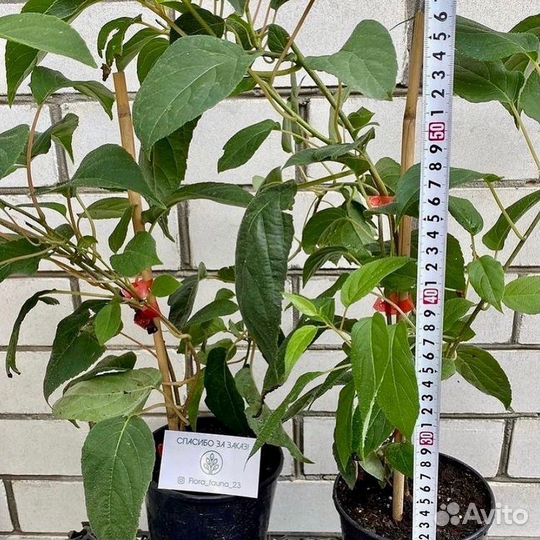 Актинидия Иссаи Обоеполая саженцы доставка по РФ