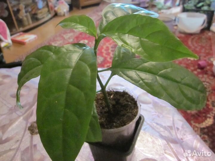 Красивоцветущие комнатные цветы