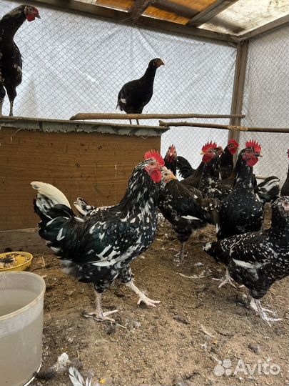 Бойцовский петух