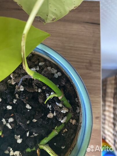 Эпипремнум неон