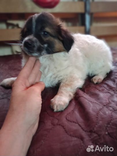 Щенки в добрые руки