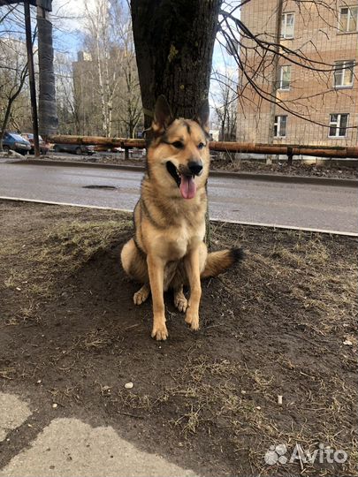 Собака в добрые руки