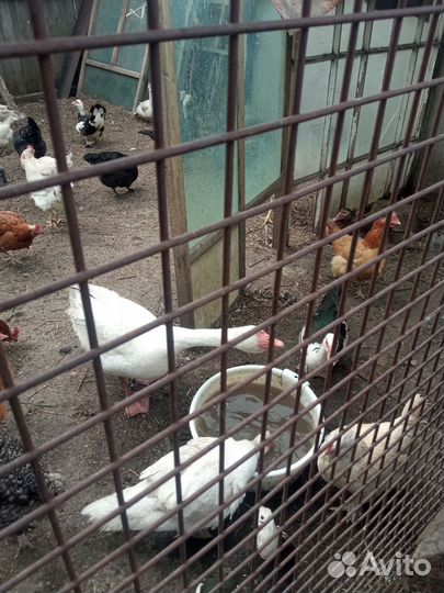 Домашняя птица