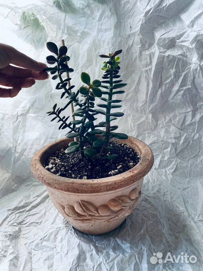 Денежное дерево, толстянка