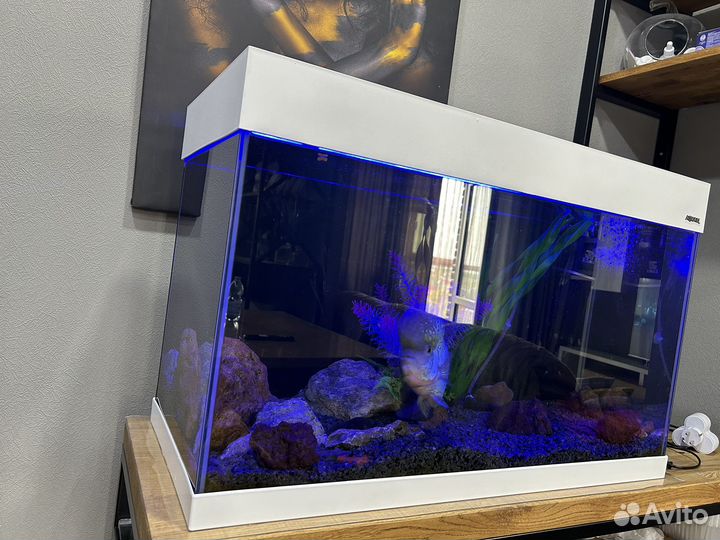 Аквариум с рыбками
