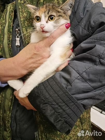 Котенок девочка