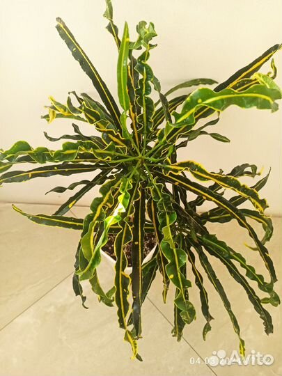 Кротон Твист