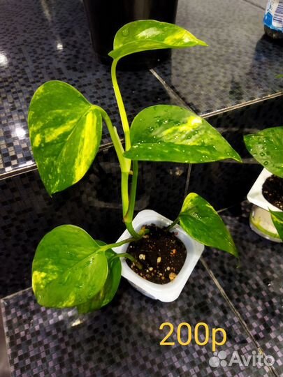 Сциндапсус золотистый