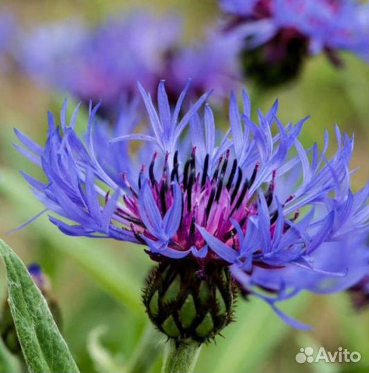 Васильки садовые синие и розовые