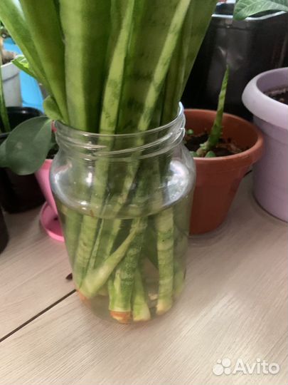 Сансевиерия