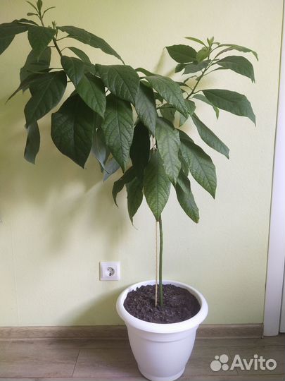 Авокадо дерево