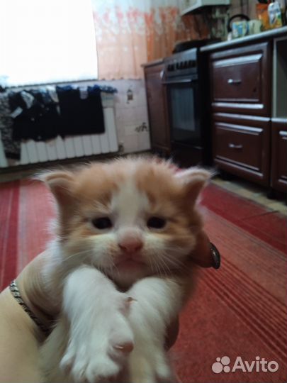 Котята породы мейнкун