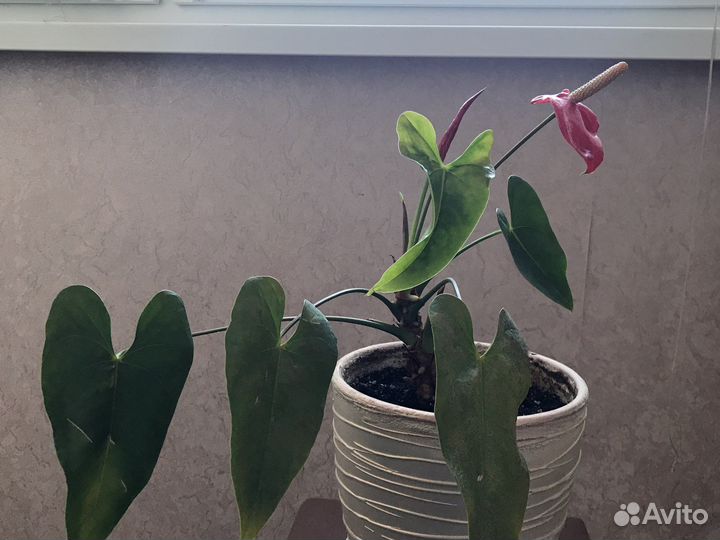 Антуриум красный