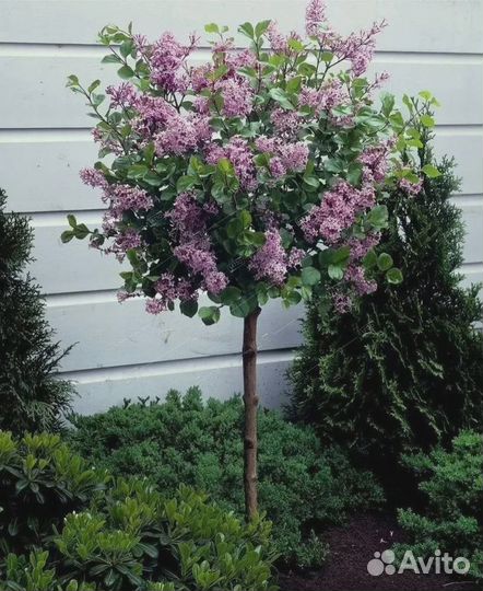 Сирень на штамбе сорт Палибен