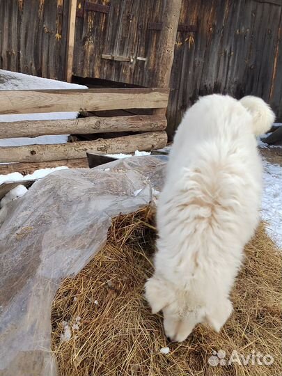 Маремма абруцкая овчарка