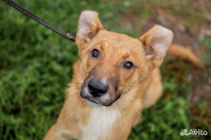 Зара, 1,5 года