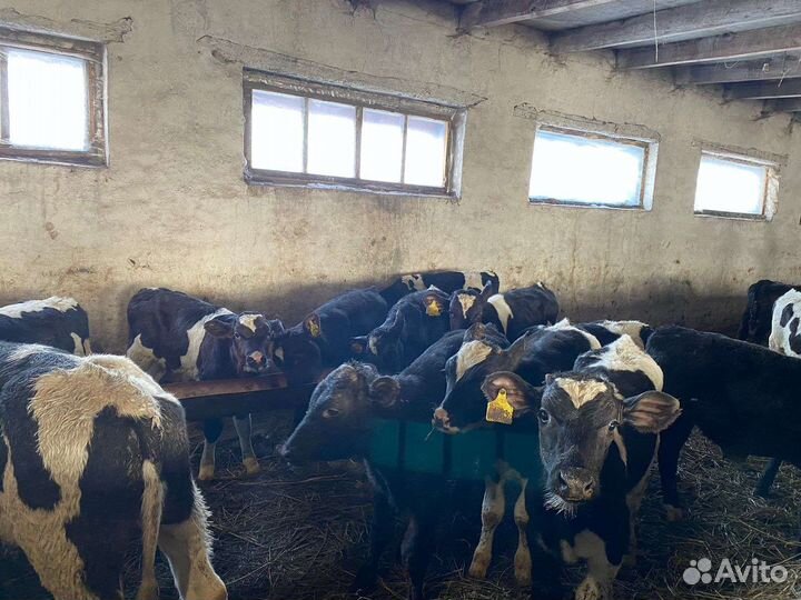 Телята бычки и телочки