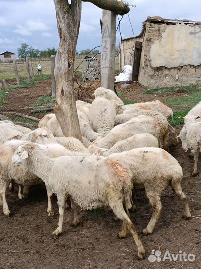 Овцы бараны