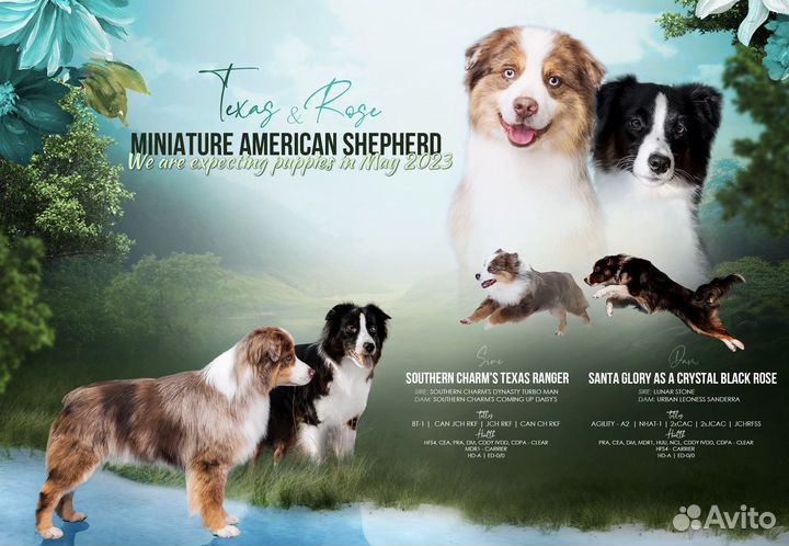 Щенки Миниатюрной Американской овчарки