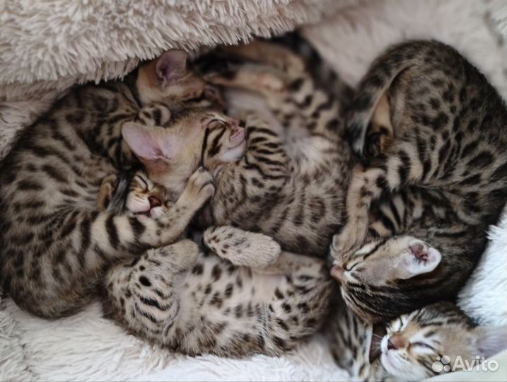Бенгальские котята