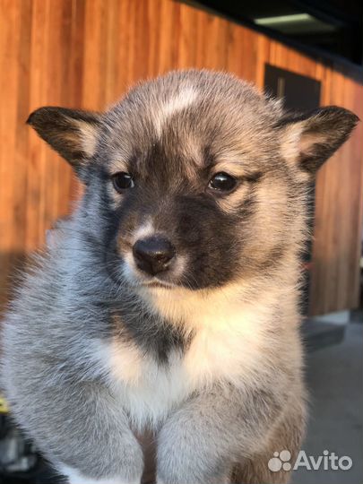 Щенки хаски в добрые руки