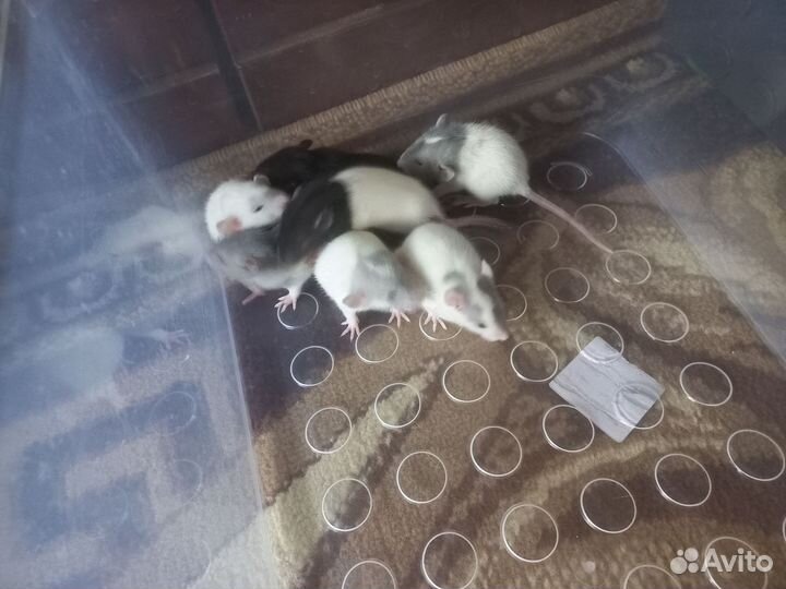 Крыса дамбо цена 250 ручные